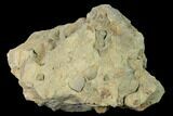 Pennsylvanian Fossil Brachiopod Plate - Kentucky #138907-1